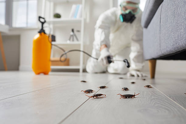 Commercial Rodent Management in Hernando